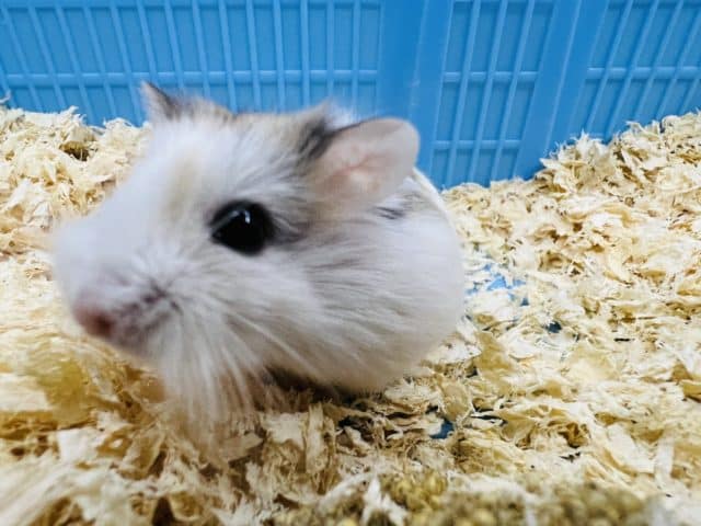 ロボロフスキーハムスター