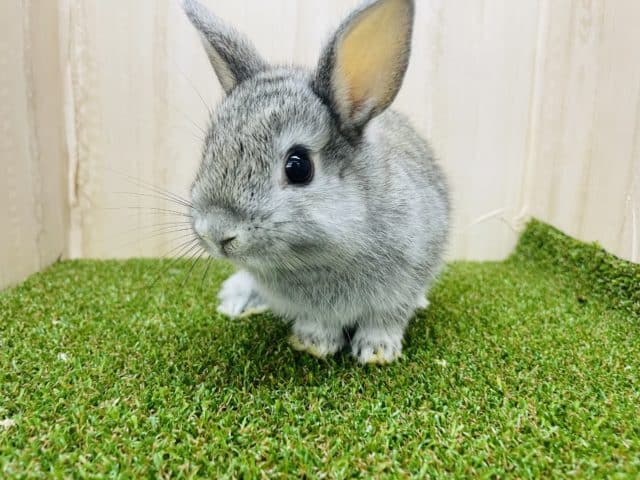 ネザーランドドワーフ