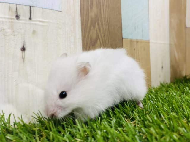 ゴールデンハムスター