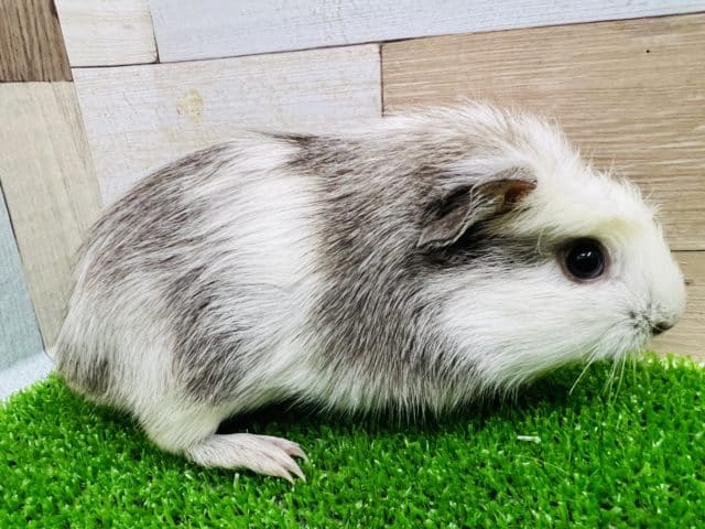 クレステッドモルモット