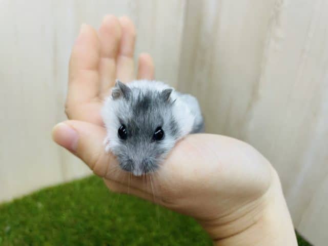 ドワーフハムスターの1種