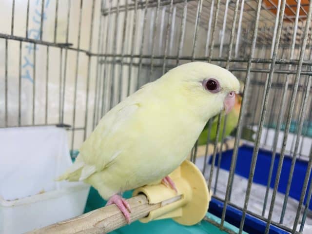 サザナミインコ