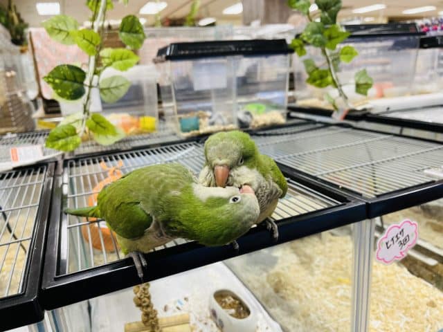 オキナインコ