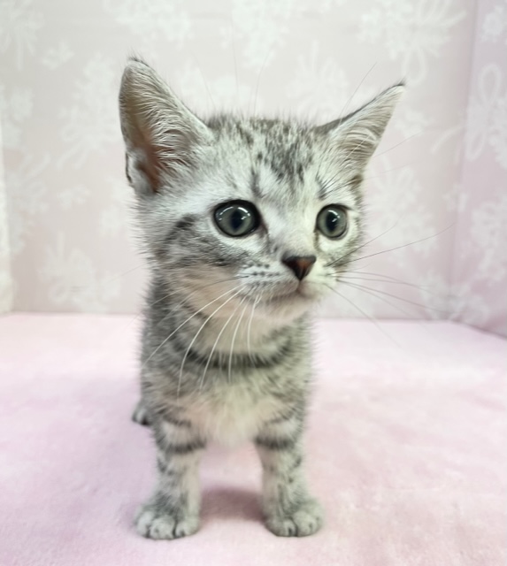 アメリカンショートヘア