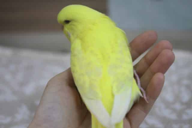 ジャンボセキセイインコ