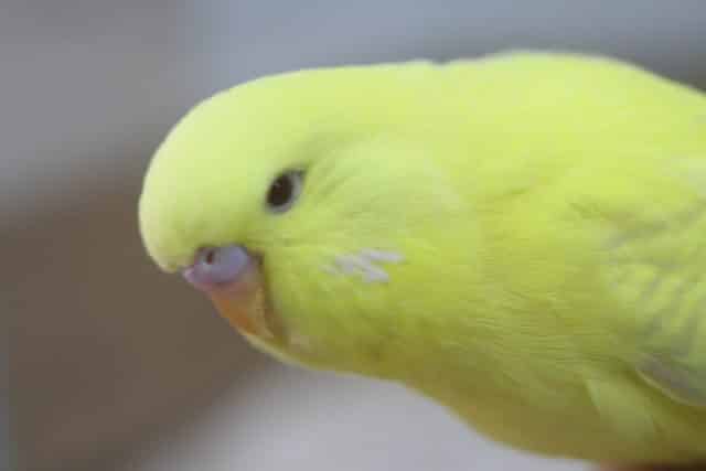 ジャンボセキセイインコ