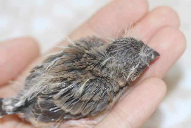 錦花鳥（キンカチョウ）