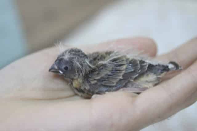 錦花鳥（キンカチョウ）