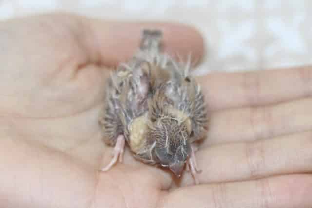 錦花鳥（キンカチョウ）