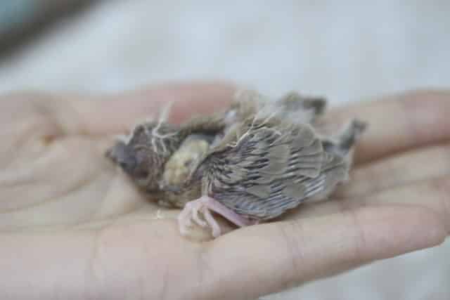 錦花鳥（キンカチョウ）