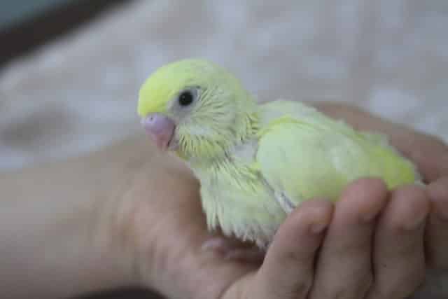 セキセイインコ
