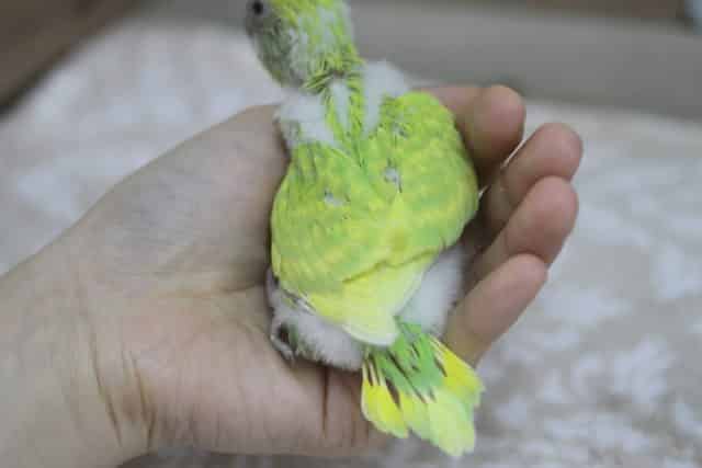 セキセイインコ