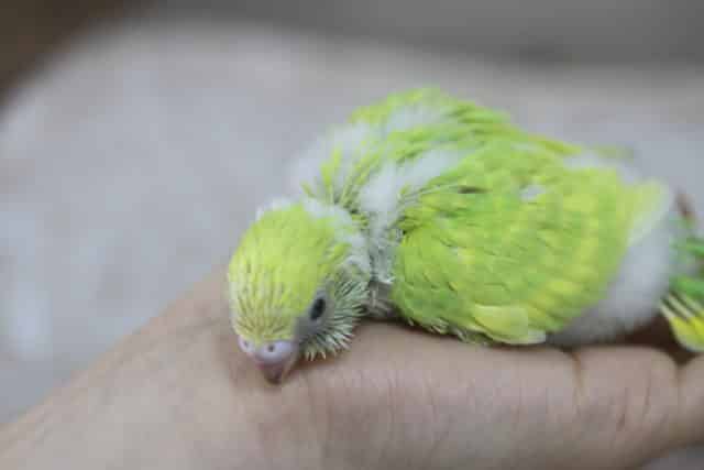 セキセイインコ