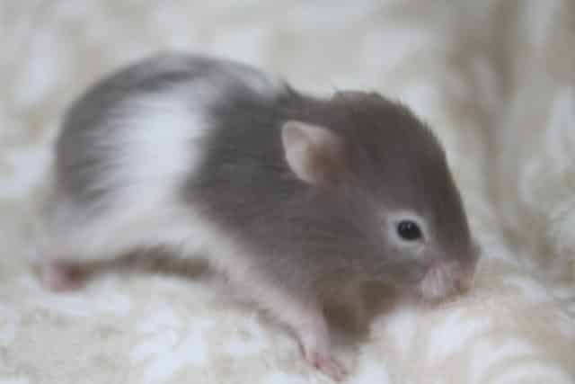 ゴールデンハムスター