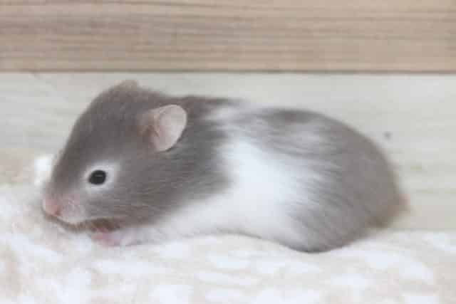 ゴールデンハムスター