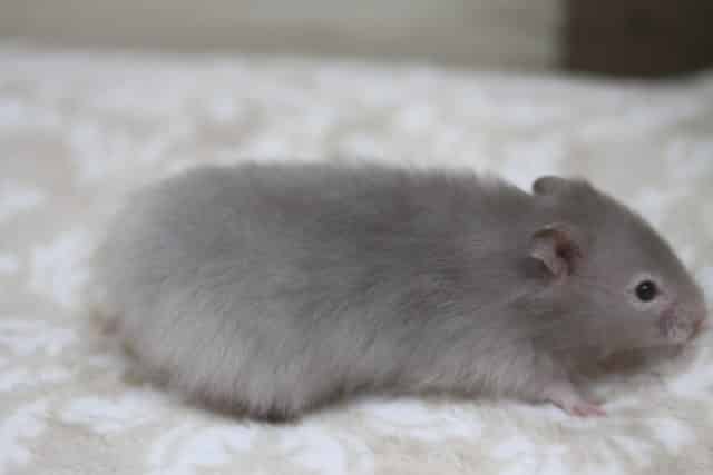 ゴールデンハムスター