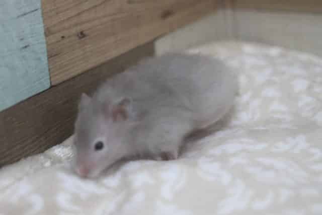 ゴールデンハムスター