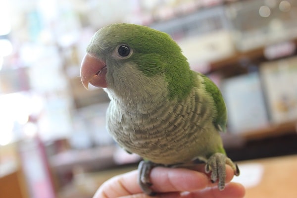 オキナインコ