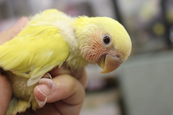 コザクラインコ（小桜インコ）