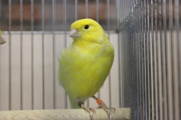 レモンカナリア