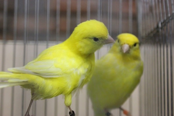 レモンカナリア