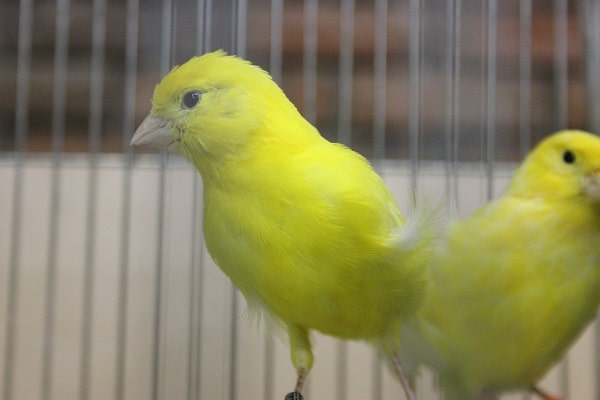 レモンカナリア