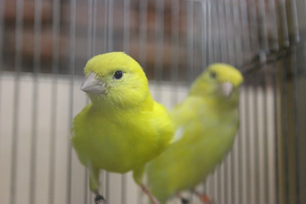 レモンカナリア