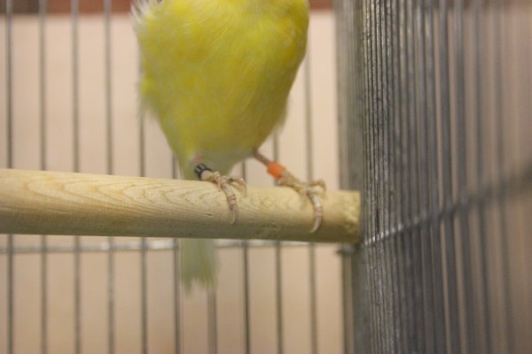 レモンカナリア