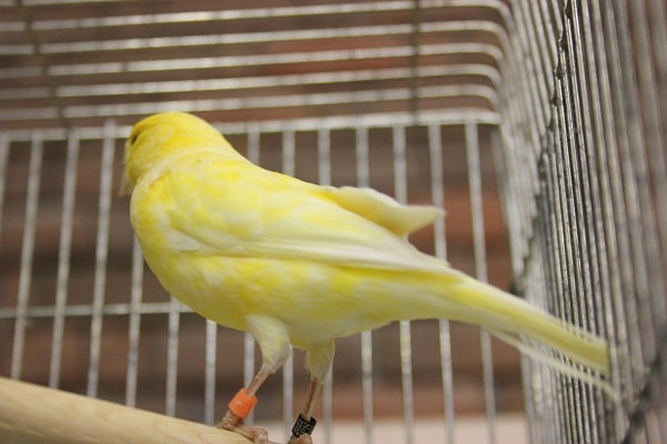 レモンカナリア