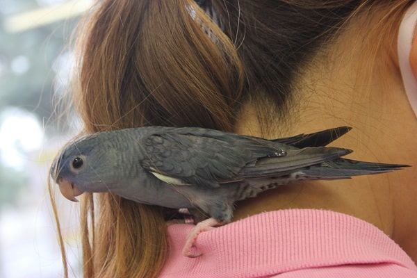 サザナミインコ