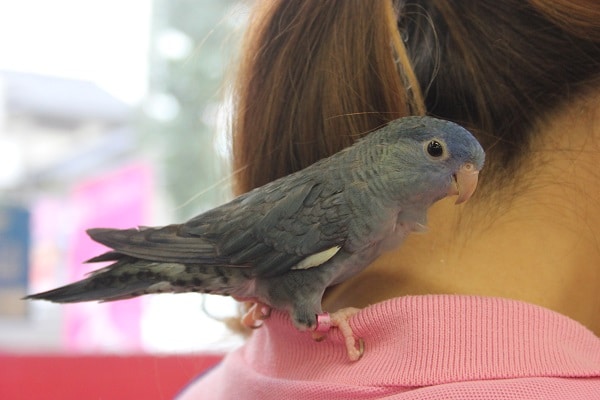 サザナミインコ