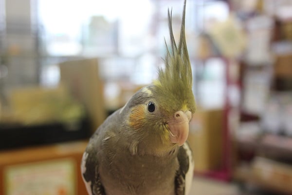オカメインコ