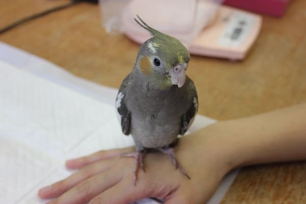 オカメインコ