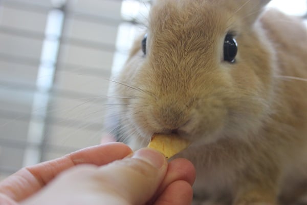 ミニウサギ