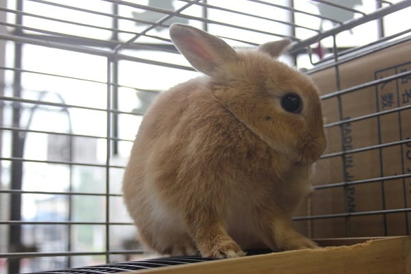 ミニウサギ
