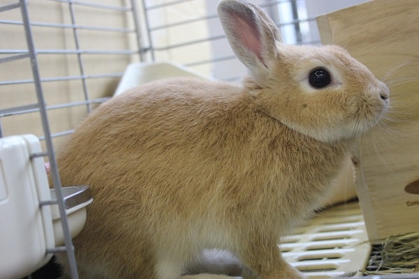 ミニウサギ