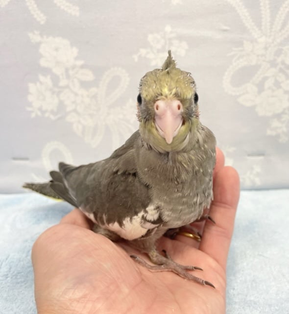 オカメインコ