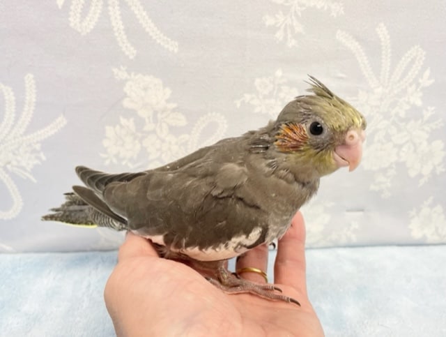 オカメインコ