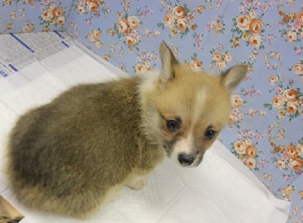 ウェルシュコーギー・ペンブローグ