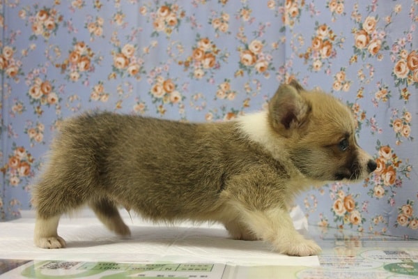 ウェルシュコーギー・ペンブローグ