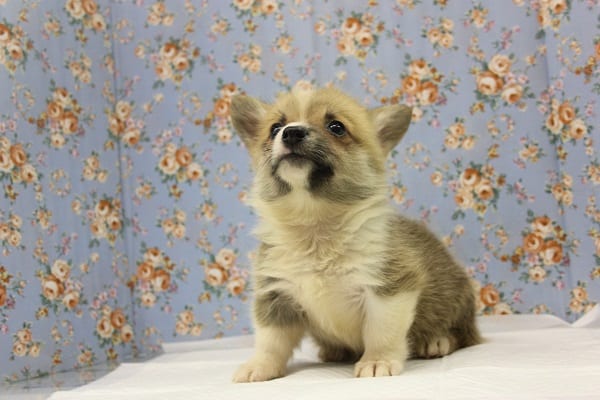 ウェルシュコーギー・ペンブローグ