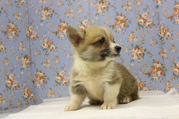 ウェルシュコーギー・ペンブローグ