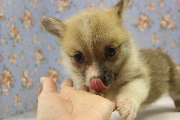 ウェルシュコーギー・ペンブローグ