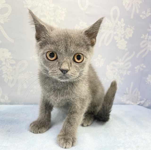 ブリティッシュショートヘア