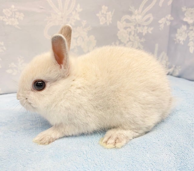 ネザーランドドワーフ