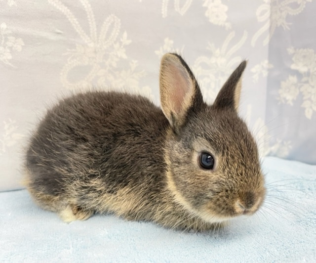 ネザーランドドワーフ