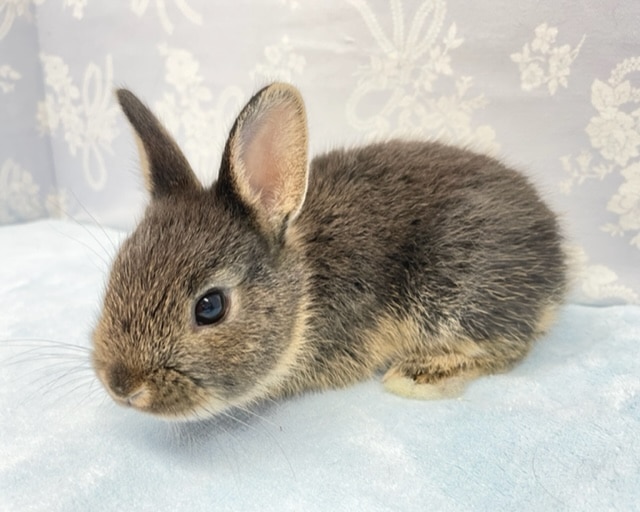 ネザーランドドワーフ