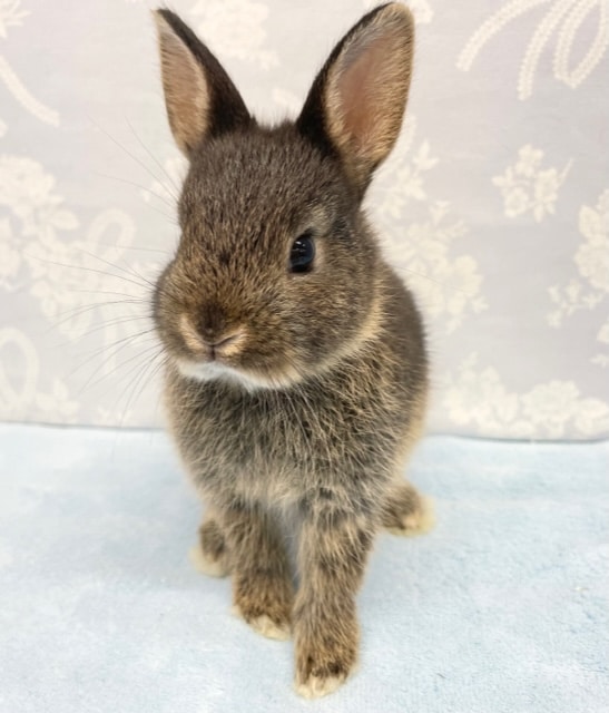 ネザーランドドワーフ