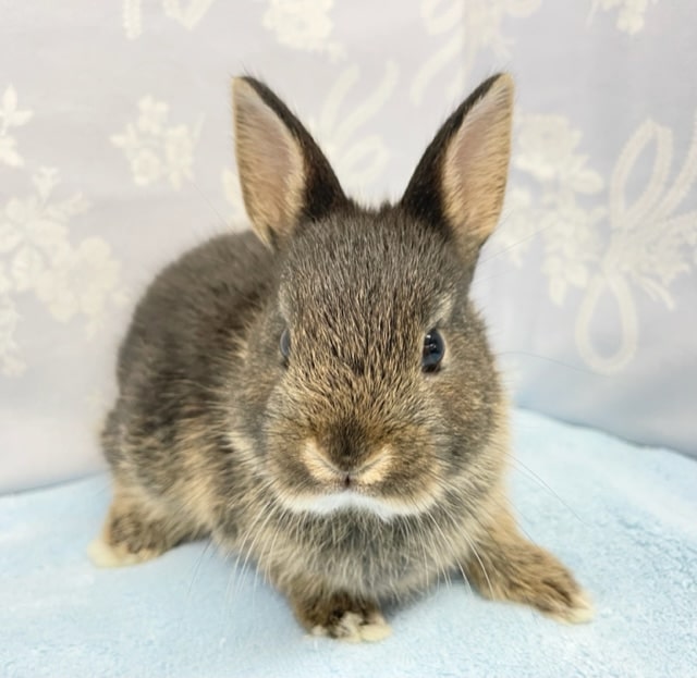 ネザーランドドワーフ