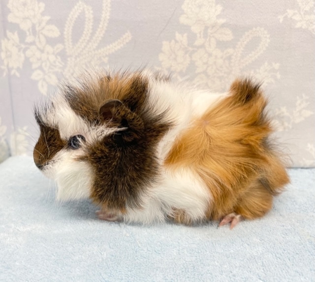 アビシニアンモルモット